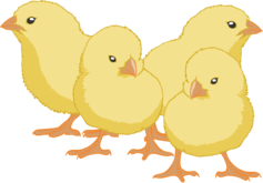 poussins_render.png